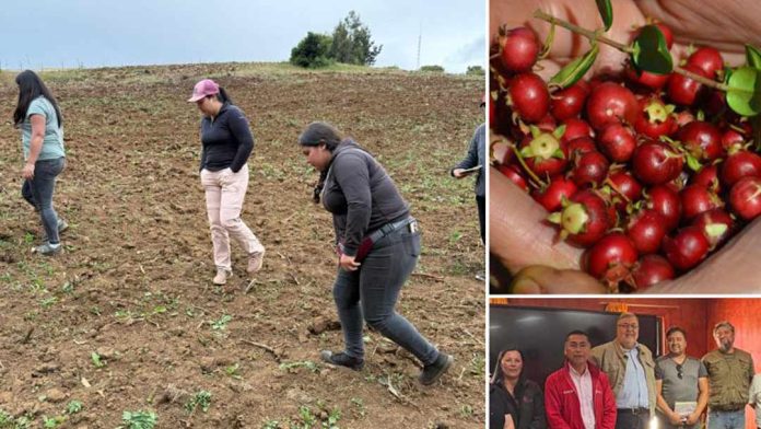 FIA impulsa en Tirúa el desarrollo de la “perla roja” y otras nuevas variedades de murtilla comercialmente atractivas