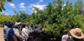 Finalizan tres campañas de erradicación de mosca de la fruta y Río Hurtado queda libre de la plaga