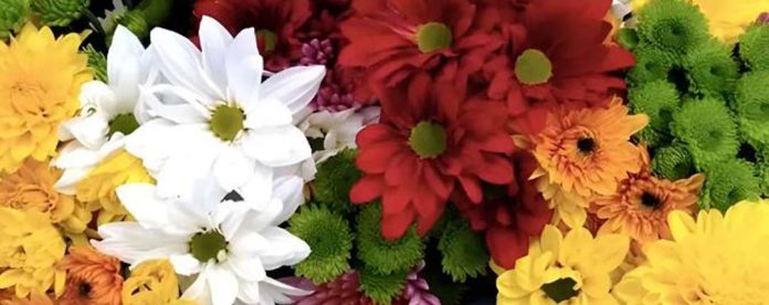 Floricultura colombiana se prepara para un 2026 retador y lleno de presión