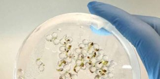 Foray Bioscience anuncia su primera asociación de semillas fabricadas con West Coast Chestnut