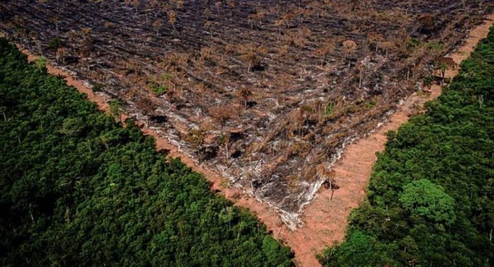 Gigantes agroindustriales de Brasil abandonan la Moratoria de la Soja, lo que aumenta los riesgos de deforestación en la Amazonia Gigantes agroindustriales de Brasil abandonan la Moratoria de la Soja, lo que aumenta los riesgos de deforestación en la Amazonia