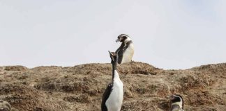 Greenpeace: “El hábitat del pingüino de Humboldt ya está al límite, no se puede seguir presionando”