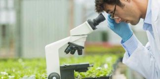SAP y Syngenta anuncian alianza para escalar la agricultura asistida por IA