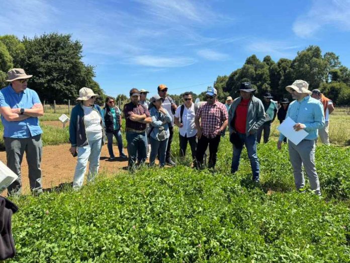 INIA realizó taller y día de campo sobre praderas y balance de nutrientes en el sur de Chile