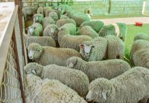 Inician proceso de mejora genética del ganado ovino en Piura