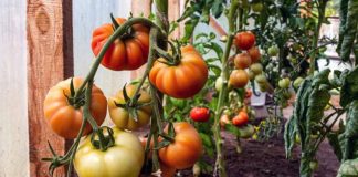 Injerto de tomate: dónde da resultados y dónde no