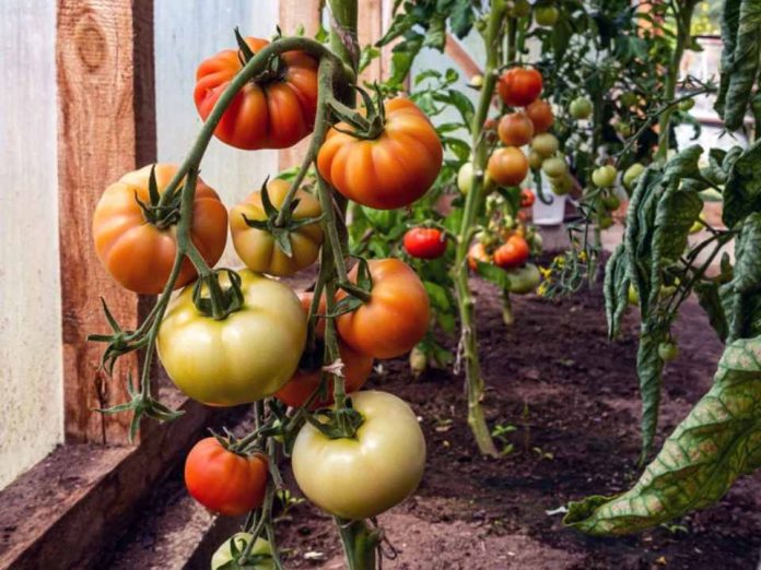 Injerto de tomate dónde da resultados y dónde no Injerto de tomate: dónde da resultados y dónde no