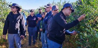 Inspectores del Departamento de Agricultura de Tailandia visitan Chile para actualizar protocolo fitosanitario para la exportación de arándanos frescos