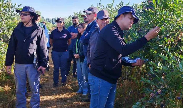 Inspectores del Departamento de Agricultura de Tailandia visitan Chile para actualizar protocolo fitosanitario para la exportación de arándanos frescos