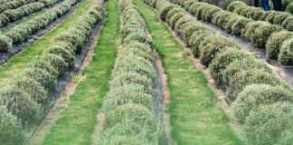 Inversión con Propósito: La ruta para movilizar capital hacia la agricultura regenerativa y la naturaleza