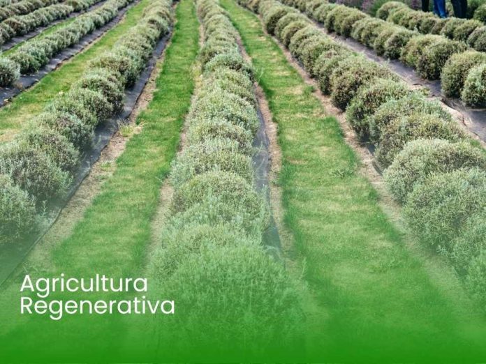 Inversión con Propósito La ruta para movilizar capital hacia la agricultura regenerativa y la naturaleza Inversión con Propósito: La ruta para movilizar capital hacia la agricultura regenerativa y la naturaleza