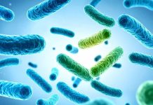 Investigadora de CREAS se adjudica Fondecyt para desarrollar probióticos más resistentes a partir de bagazo de cerveza Investigadora de CREAS se adjudica Fondecyt para desarrollar probióticos más resistentes a partir de bagazo de cerveza