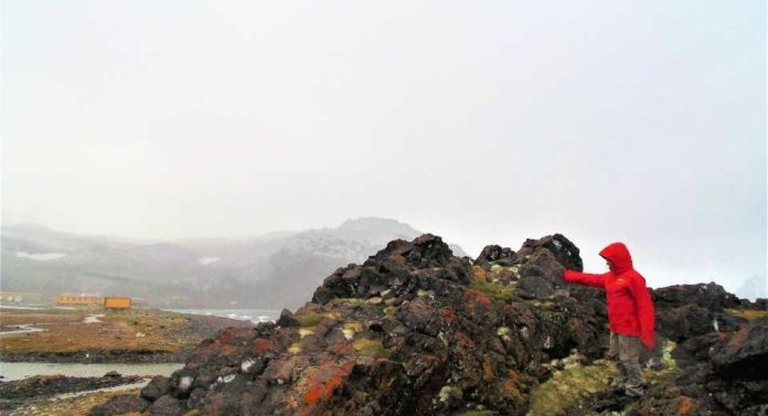 Investigadores buscan proteger a la Antártica de invasiones vegetales Investigadores buscan proteger a la Antártica de invasiones vegetales