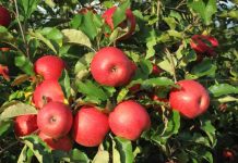 La manzana europea en crisis y recuperación: quién gana y quién pierde en el mercado La manzana europea en crisis y recuperación quién gana y quién pierde en el mercado