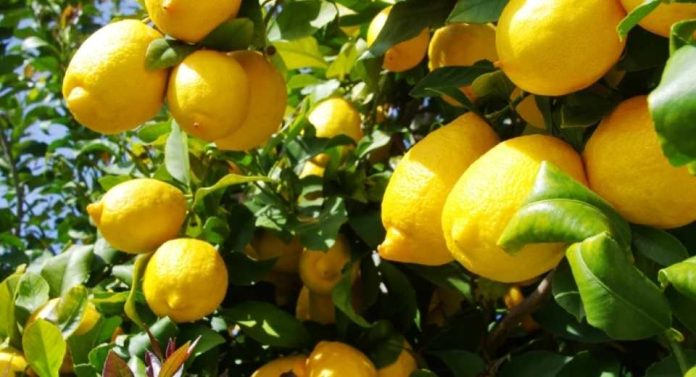 Los productores de limón de California se enfrentan a una ardua batalla mientras las importaciones argentinas saturan el mercado interno