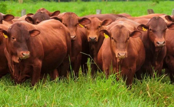 Mercosur-UE claves del acuerdo histórico y su efecto sobre las exportaciones de carne