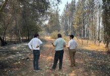 Ministerio de Economía inicia levantamiento de información para activar instrumentos de reconstrucción productiva en regiones afectadas por incendios forestales