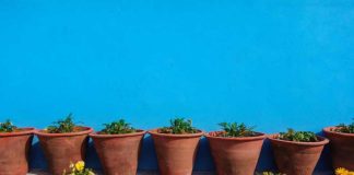 Olas de calor y plantas: ¿Cómo cuidarlas durante el verano?