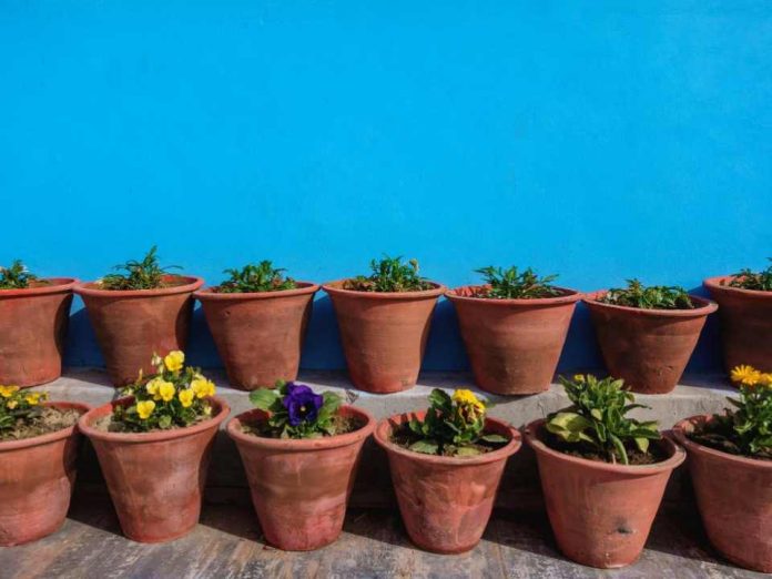 Olas de calor y plantas: ¿Cómo cuidarlas durante el verano?