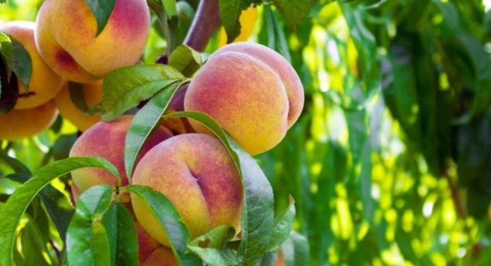 Optimismo en carozos segunda estimación mejora proyección exportadora