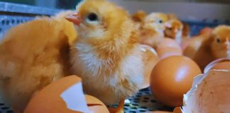 Optimizan la eficiencia genética de ponedoras Negra INTA