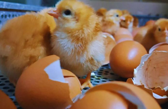 Optimizan la eficiencia genética de ponedoras Negra INTA