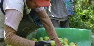 Peras argentinas arrasan en Brasil precios récord marcan el inicio de la temporada