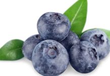 Perú: Senasa autoriza el ingreso excepcional de 70.000 plantas de arándanos chilenos por la frontera de Tacna Perú Senasa autoriza el ingreso excepcional de 70.000 plantas de arándanos chilenos por la frontera de Tacna