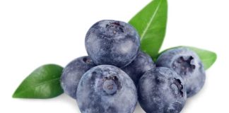 Perú Senasa autoriza el ingreso excepcional de 70.000 plantas de arándanos chilenos por la frontera de Tacna