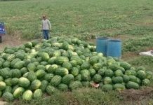 Piura evalúa producir sandía en lugar de banano (1)