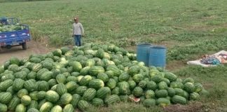 Piura evalúa producir sandía en lugar de banano (1)