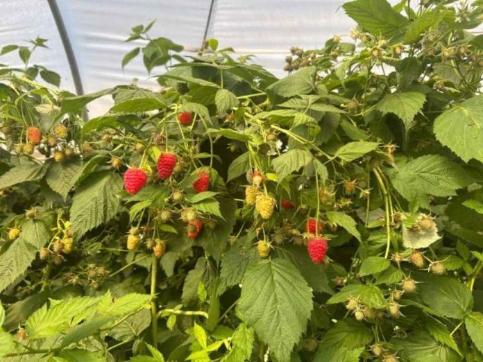 Plus Berries anticipa semanas de menor disponibilidad de frambuesa