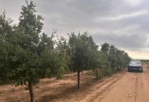 Ensayo de Polinización Asistida en Ciruelo D’Agen | Zimex – Europollen Ensayo de Polinización Asistida en Ciruelo D'Agen | Zimex - Europollen