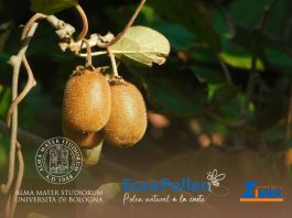 Zimex consolida su expansión en Europa con Polinización Asistida respaldada científicamente Zimex consolida su expansión en Europa con Polinización Asistida respaldada científicamente