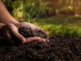 Por qué la salud del suelo es el ingrediente secreto para una alimentación sostenible Por qué la salud del suelo es el ingrediente secreto para una alimentación sostenible