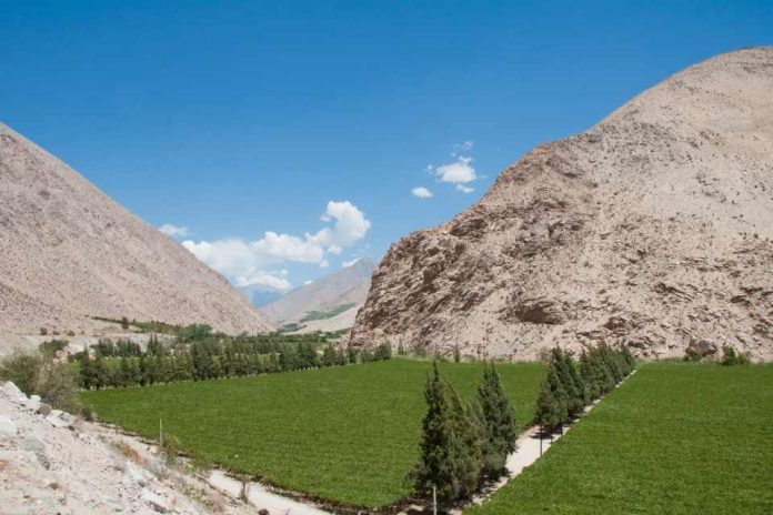 ANIAE elabora Primer Informe de Previsión de Vendimia 2026