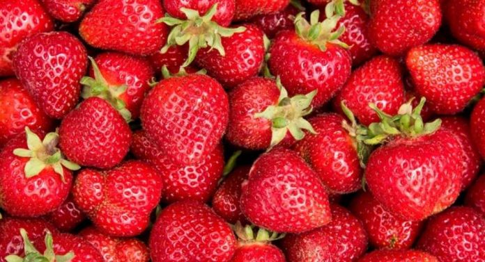 Productores de fresas de Florida presentan importantes peticiones antidumping contra importaciones mexicanas