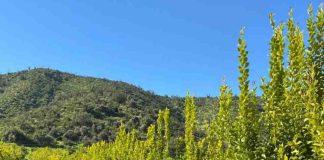 Rejuvenecimiento de suelos: La ciencia tras la transición global hacia la agricultura regenerativa