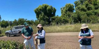 SAG Biobío realiza inspección de campo a bulbos de Lilium para exportación