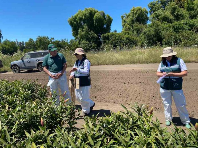SAG Biobío realiza inspección de campo a bulbos de Lilium para exportación SAG Biobío realiza inspección de campo a bulbos de Lilium para exportación