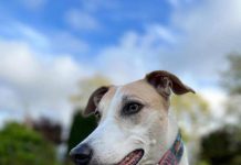 SAG Biobío recuerda requisitos zoosanitarios para viajar con mascotas fuera del país SAG Biobío recuerda requisitos zoosanitarios para viajar con mascotas fuera del país