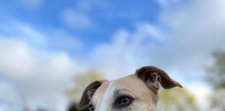 SAG Biobío recuerda requisitos zoosanitarios para viajar con mascotas fuera del país