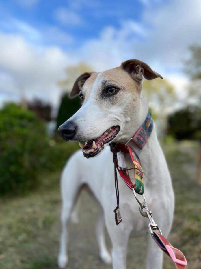 SAG Biobío recuerda requisitos zoosanitarios para viajar con mascotas fuera del país