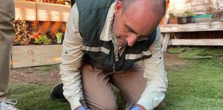 SAG acude a denuncia por captura y destrucción de nido de gaviota dominicana y rescata con vida a sus crías en Maitencillo