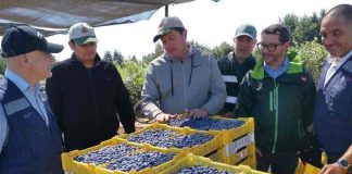 SAG certifica envío de arándanos frescos desde Gorbea a mercados del mundo SAG certifica envío de arándanos frescos desde Gorbea a mercados del mundo