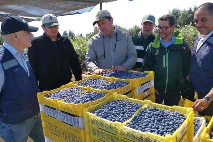 SAG certifica envío de arándanos frescos desde Gorbea a mercados del mundo