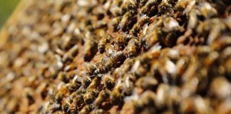SAG llama a informarse ante nueva obligación de avisar aplicaciones de plaguicidas tóxico para las abejas