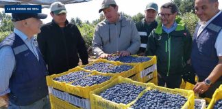 SAG realiza “inspección en línea” para arándanos de exportación en Los Ríos