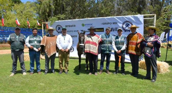 SAG refuerza control de Anemia Infecciosa Equina en Ñuble con más de 3.300 muestreos y fuerte despliegue territorial SAG refuerza control de Anemia Infecciosa Equina en Ñuble con más de 3.300 muestreos y fuerte despliegue territorial