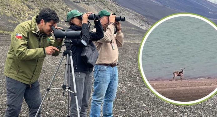 SAG y CONAF instalan cámaras trampa ante avistamiento de huemules en Parque Laguna del Laja SAG y CONAF instalan cámaras trampa ante avistamiento de huemules en Parque Laguna del Laja
